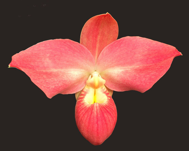 Phragmipedium Glenn Decker orchid photograph by John Cranshaw