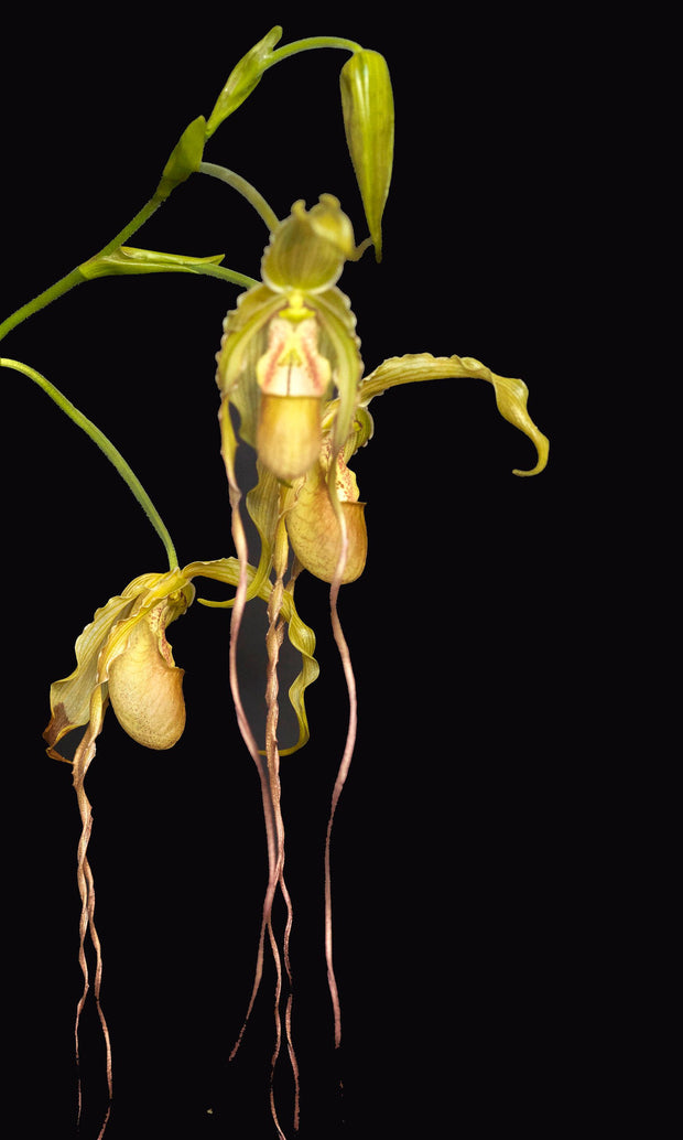 Phragmipedium Grande orchid photograph by John Cranshaw