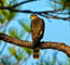The Watcher — Cooper’s Hawk