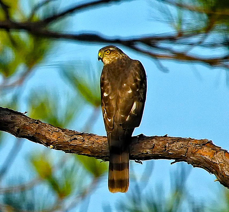 The Watcher — Cooper’s Hawk