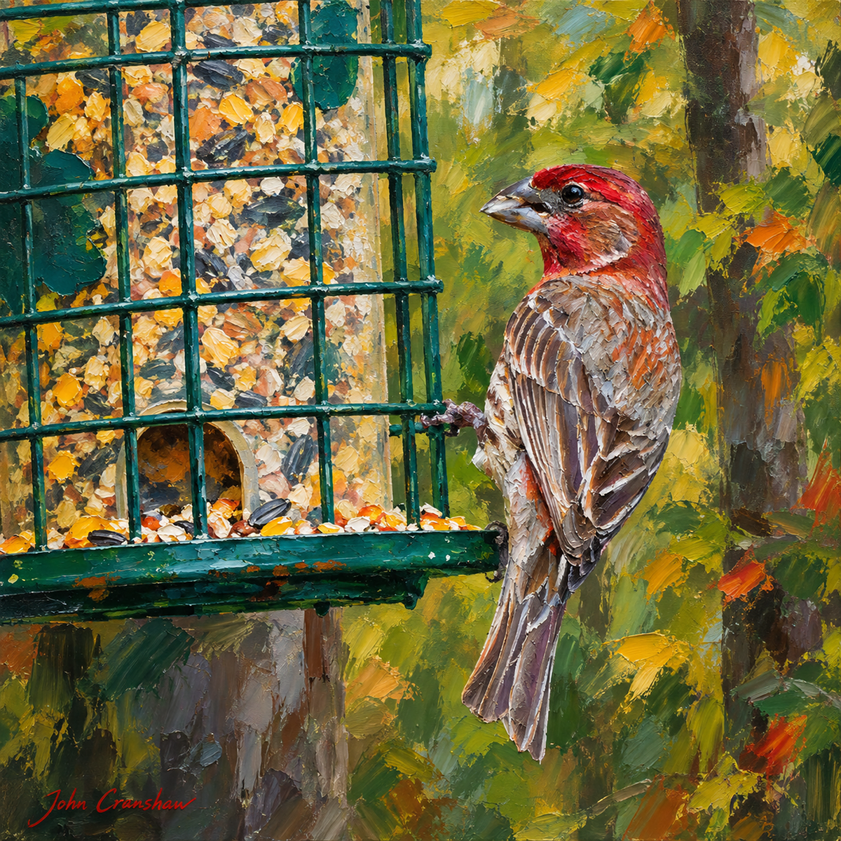 House Finch at Our Feeder