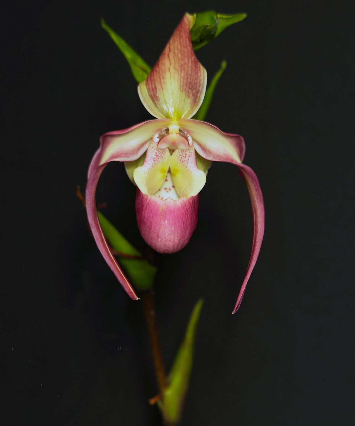 Incan orchid photograph by John Cranshaw
