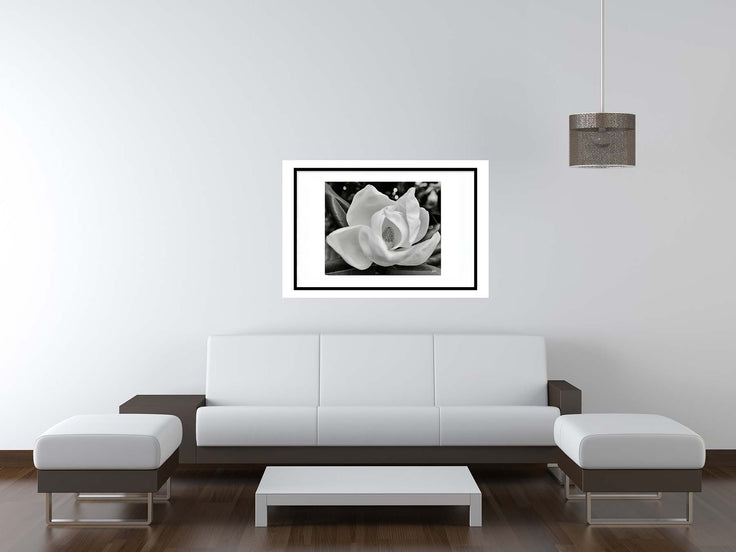 Magnolia Bloom Photograph blk frame