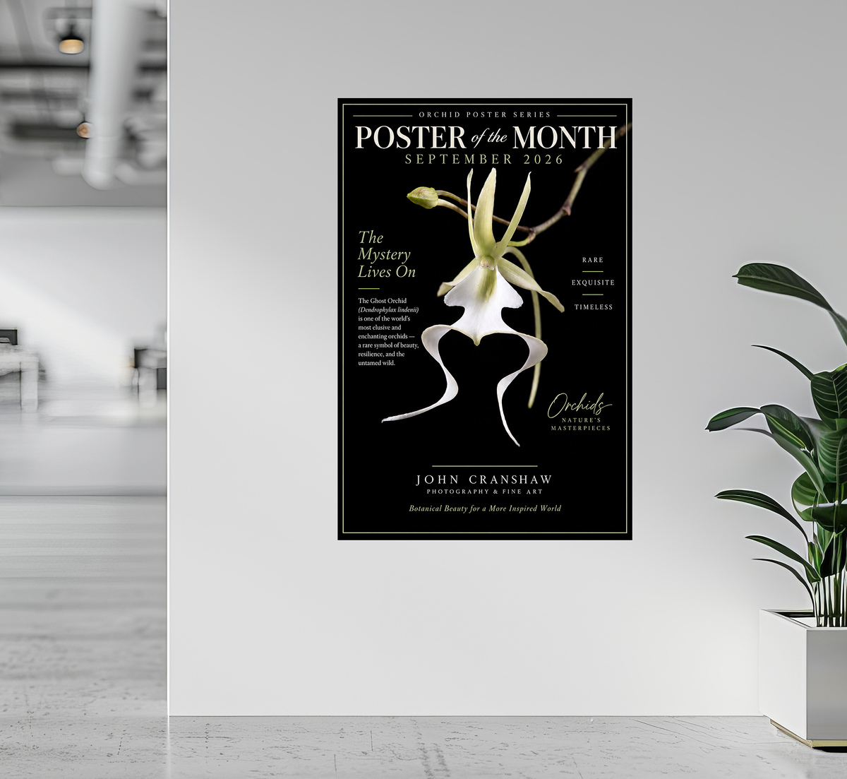 September 2006 Monthly Orchid Poster Series - Ghost Orchid