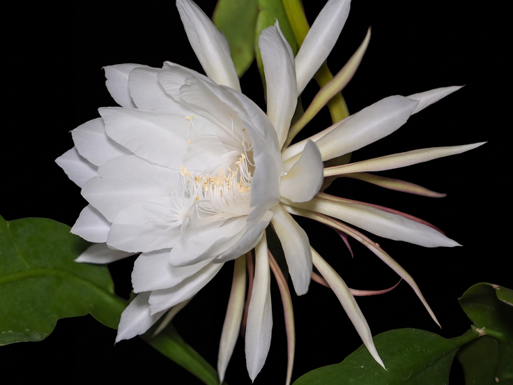 A Moment in Bloom - A Memory Forever
