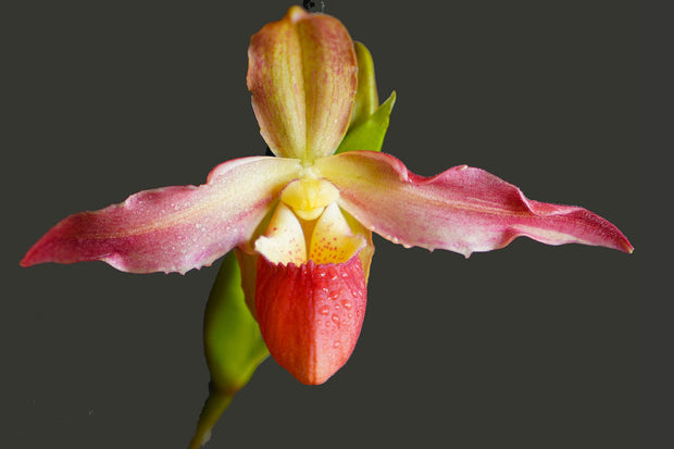Kovachii Hybrid orchid photograph by John Cranshaw