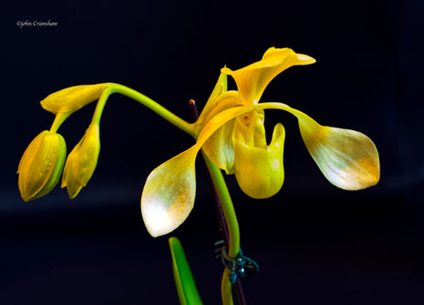 paphopedilum