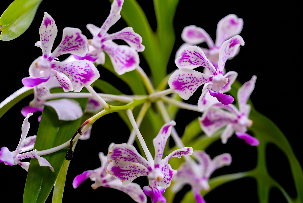 Vanda luzonica orchid photograph by John Cranshaw