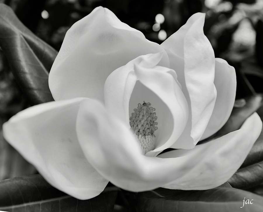 Magnolia Bloom Photograph blk frame