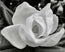 Magnolia Bloom Photograph blk frame