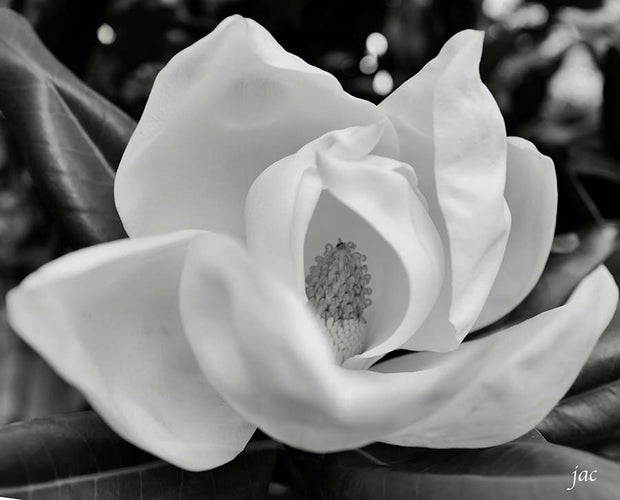 Magnolia Blooming in the Park