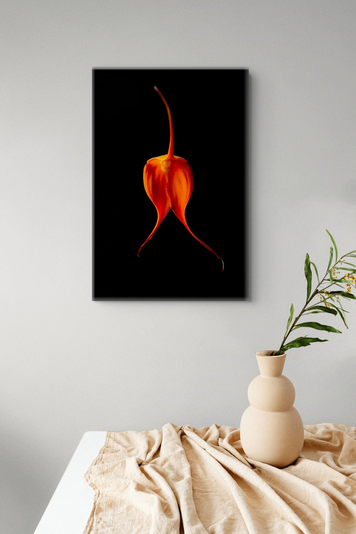 Masdevallia Orchid