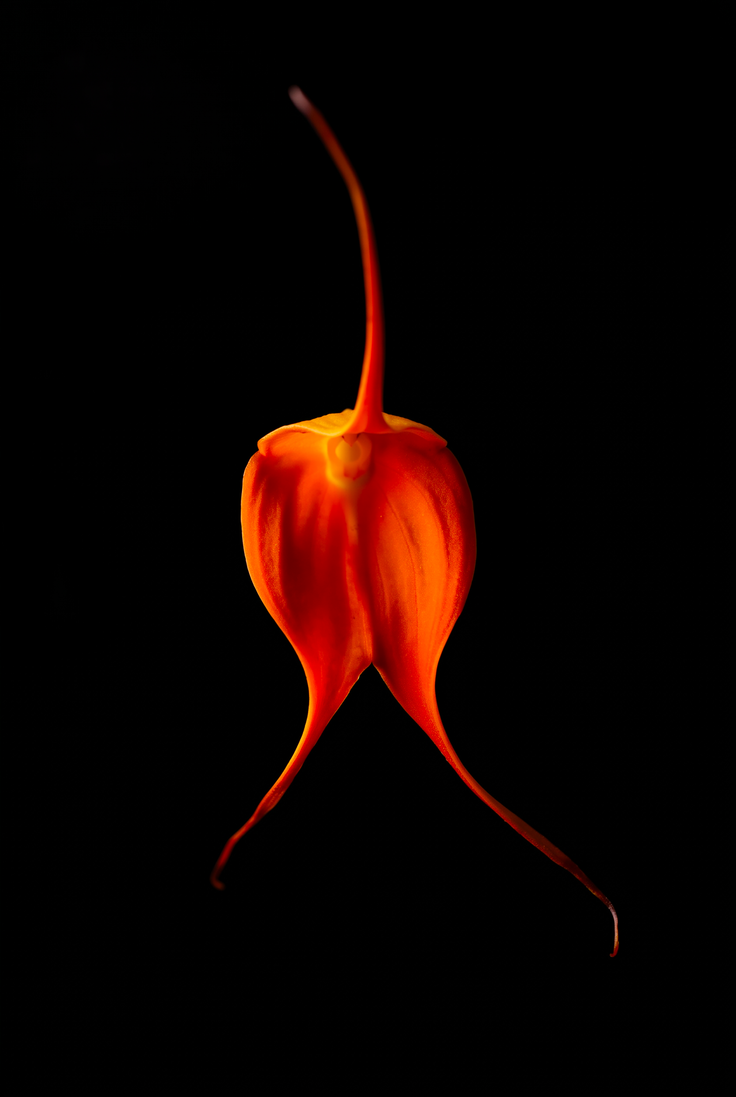 Masdevallia Orchid