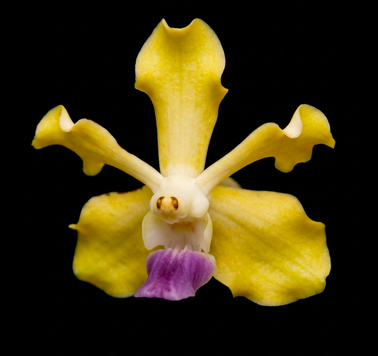 Mullens orchid photograph by John Cranshaw