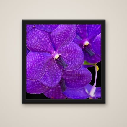 Blue Vanda print in a black frame