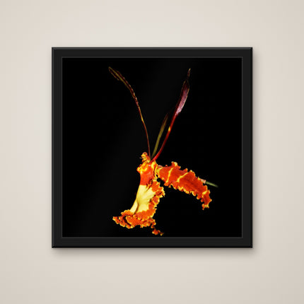 Butterfly Orchid print in a black frame