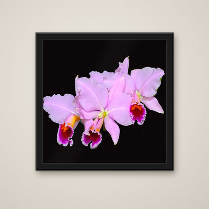 Cattleya trianae print in a black frame