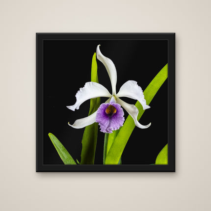 Coerulea Cattleya print in a black frame