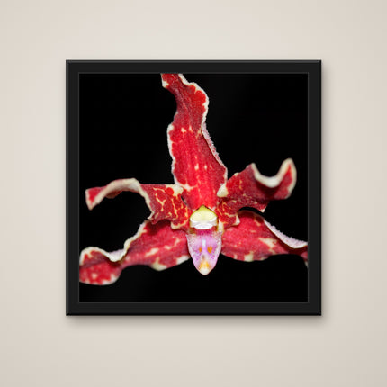 Dimorphorchis print in a black frame