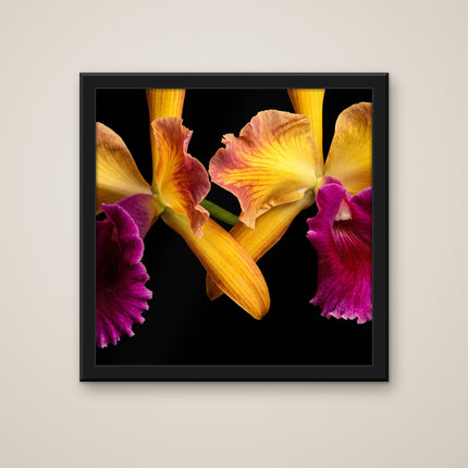 Golden Cattleya Hybrid print in a black frame