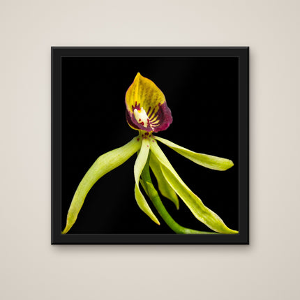 Green Epidendrum print in a black frame