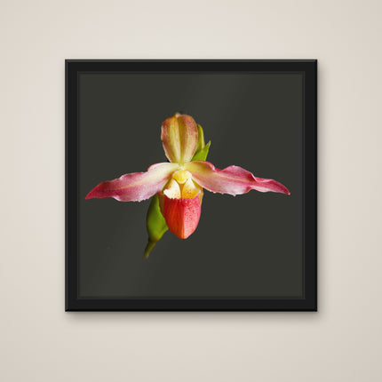 Kovachii Hybrid print in a black frame