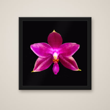 Dendrobium Hale Kulani print in a black frame