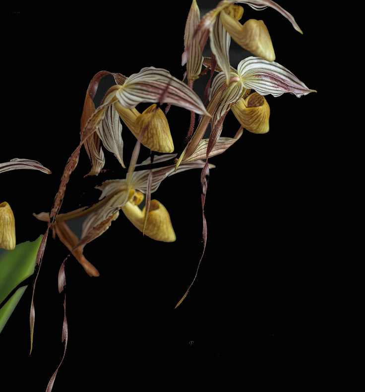 Temptation orchid photograph by John Cranshaw