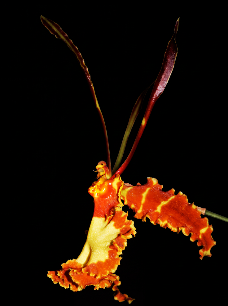 Butterfly Orchid orchid photograph by John Cranshaw