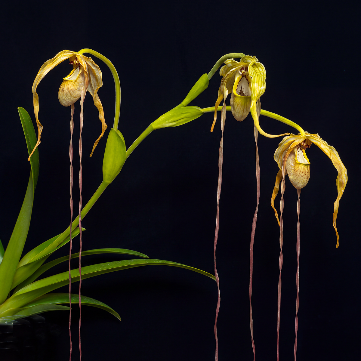 Phragmipedium Grande Trio orchid photograph by John Cranshaw