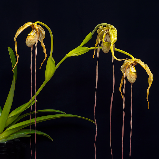 Phragmipedium Grande Trio orchid photograph by John Cranshaw