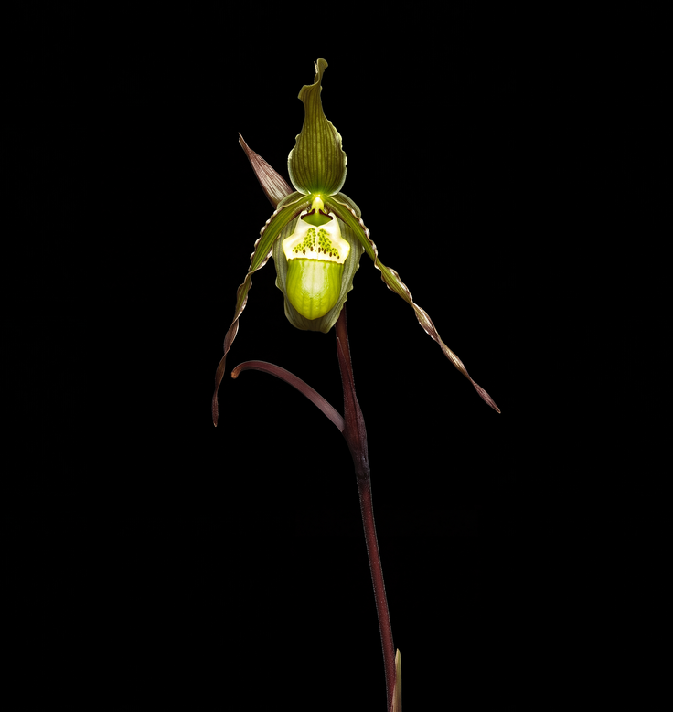 Phragmipedium Sorcerer's Apprentice orchid photograph by John Cranshaw