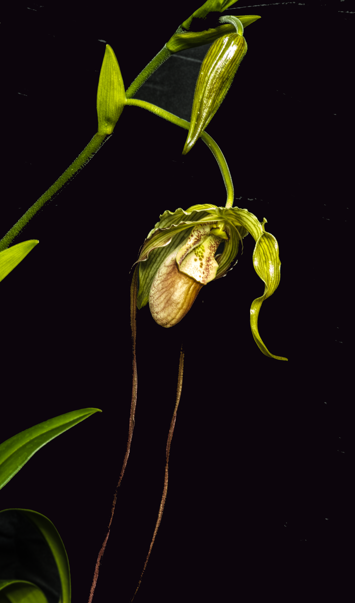 Phragmipedium Study orchid photograph by John Cranshaw