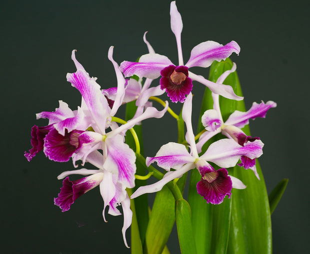 Laelia purpurata orchid photograph by John Cranshaw