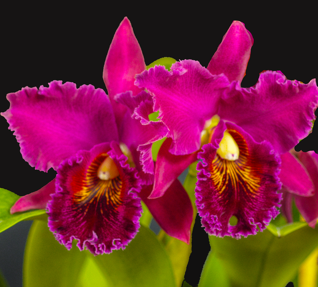 Red Night orchid photograph by John Cranshaw