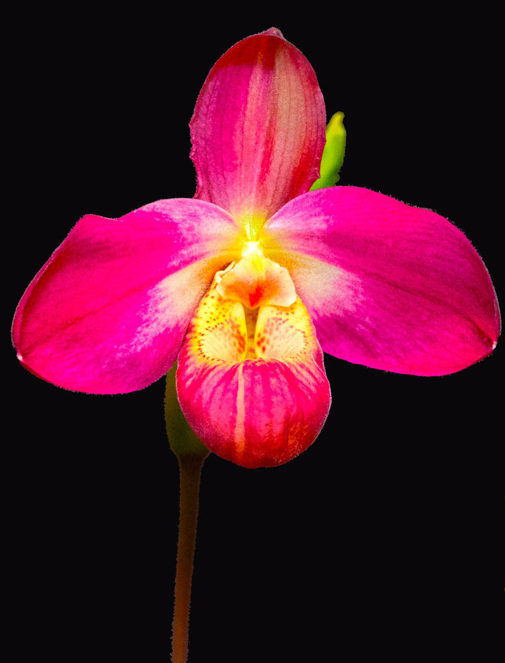 Red Rocket orchid photograph by John Cranshaw