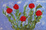 Rose Garden Gilèe