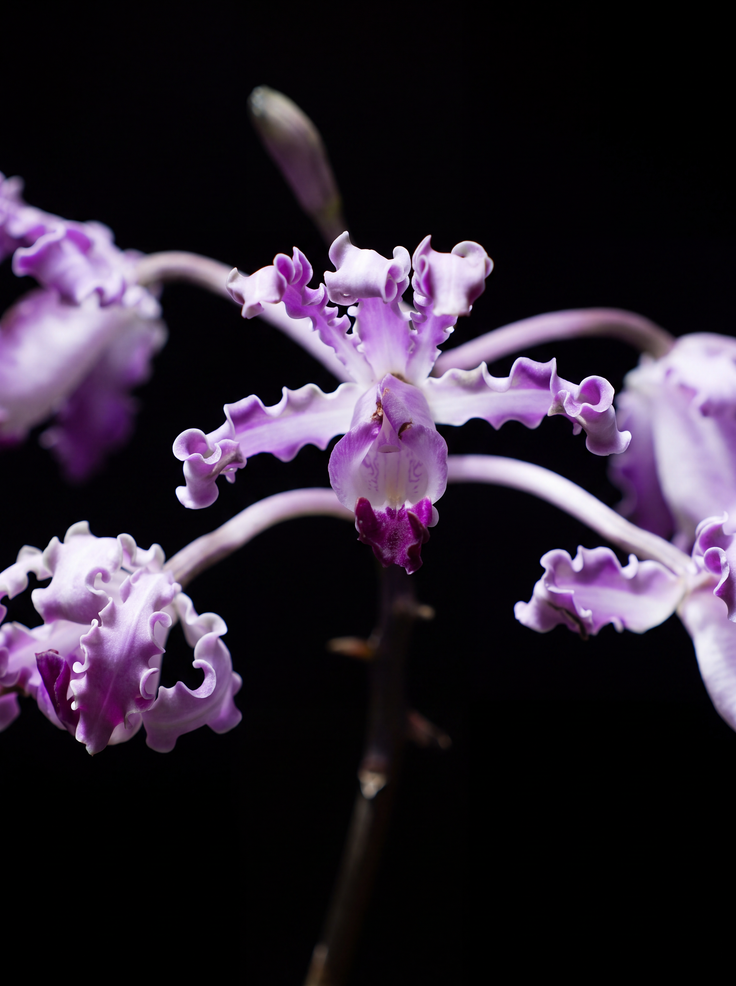 Schomburgkia orchid photograph by John Cranshaw