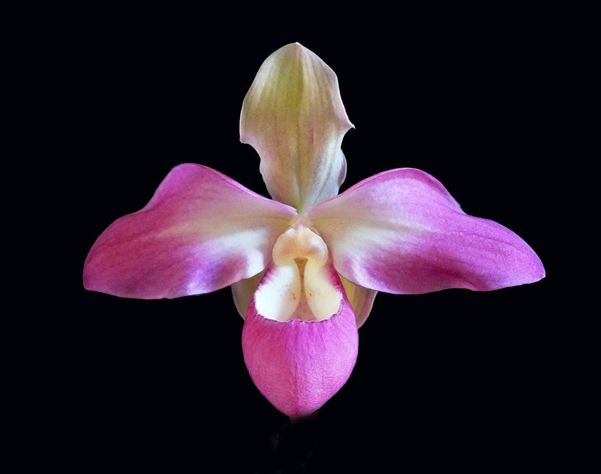 Susan orchid photograph by John Cranshaw