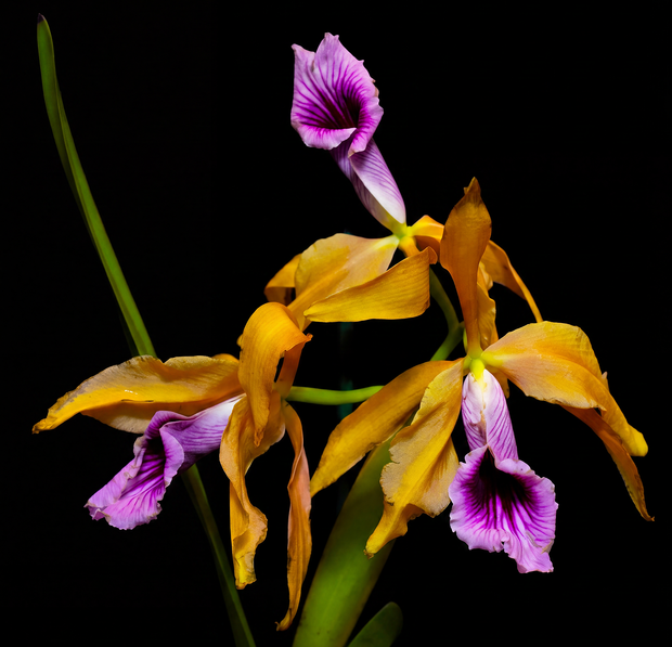 Laelia tenebrosa orchid photograph by John Cranshaw