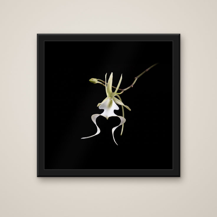 The Ghost Orchid print in a black frame