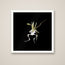 The Ghost Orchid print in a white frame