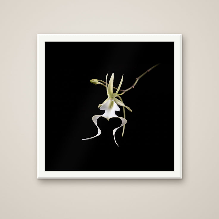 The Ghost Orchid print in a white frame
