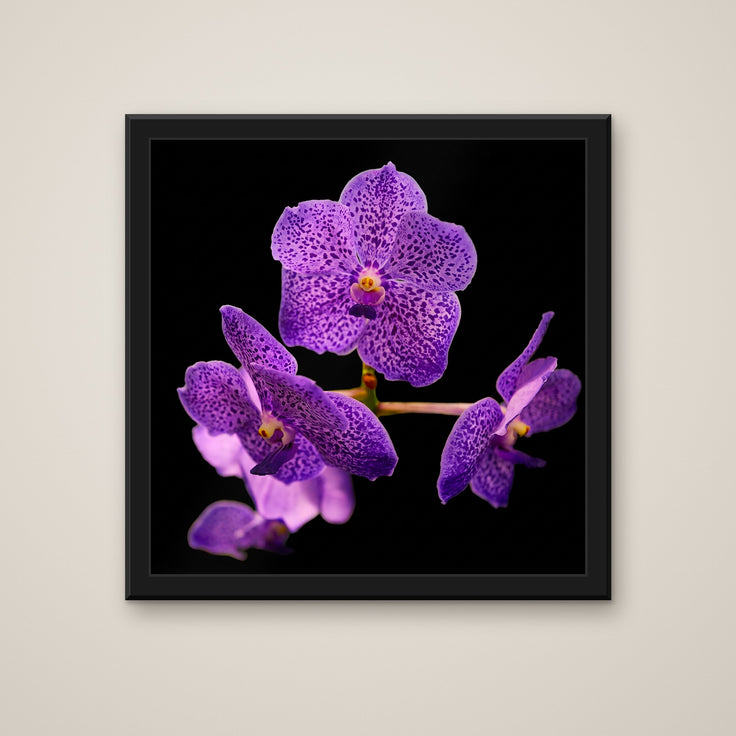 Vanda Sansai orchid art print in a black frame