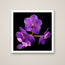 Vanda Sansai orchid art print in a white frame