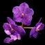 Vanda Sansai digital orchid art by John Cranshaw