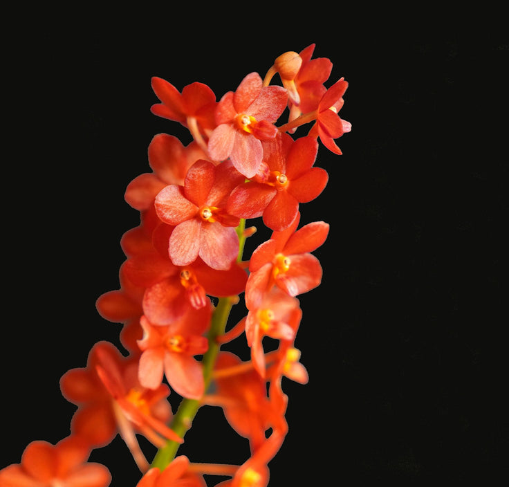 Orange Vanda orchid photograph by John Cranshaw