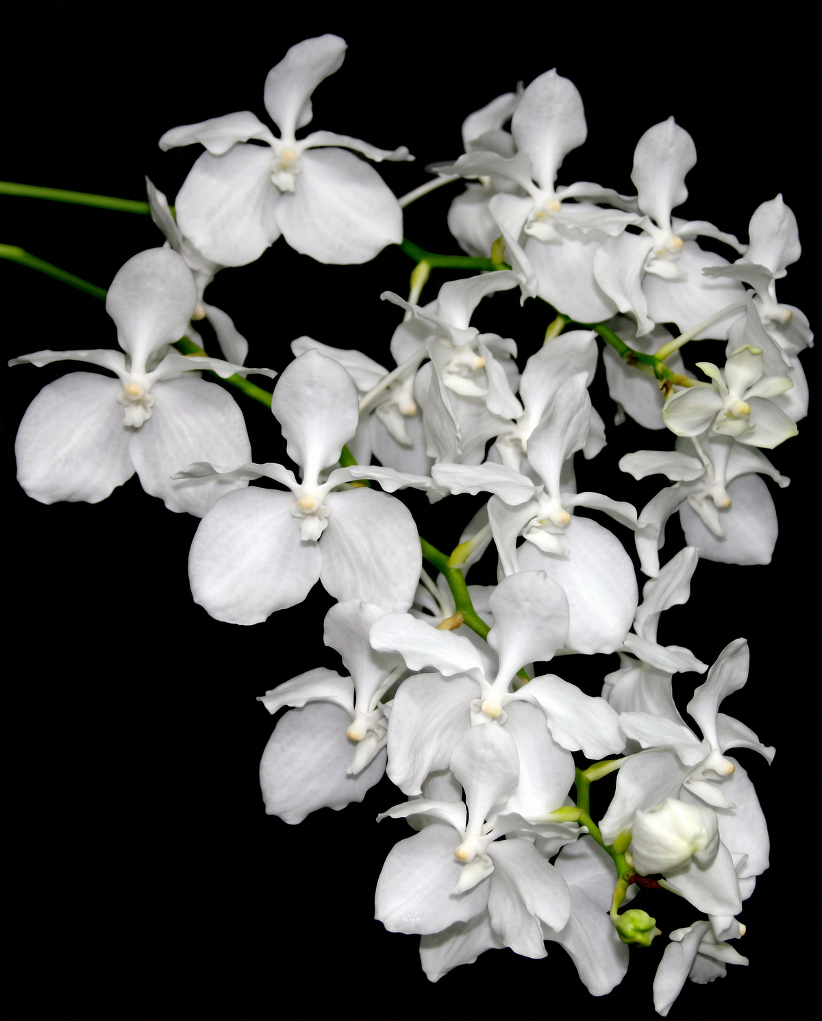 Vanda coerulea Alba orchid photograph by John Cranshaw