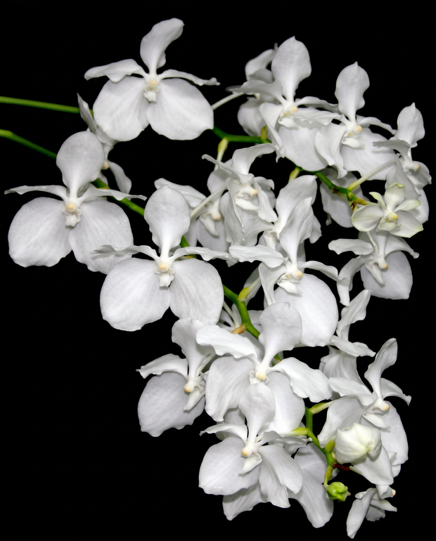 Vanda coerulea Alba orchid photograph by John Cranshaw