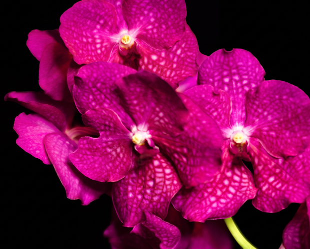 Vanda Scott orchid photograph by John Cranshaw